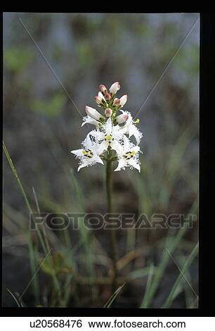 Stock Photograph - Flower. Fotosearch