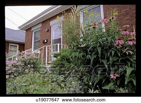 Flowers in front of a house View Large Photo Image Stock Photo - Flowers in front of a house. Fotosearch