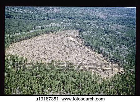 Stock Image - Fly over a forest. Fotosearch