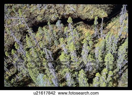 Stock Image - Fly over of a forest. Fotosearch