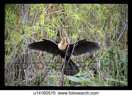 Flying bird View Large Photo Image Stock Image - Flying bird. Fotosearch
