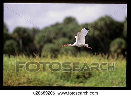 Flying bird View Large Photo Image Stock Photography - Flying bird. Fotosearch