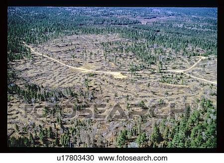 Stock Image - Flying over a forest clearing . Fotosearch