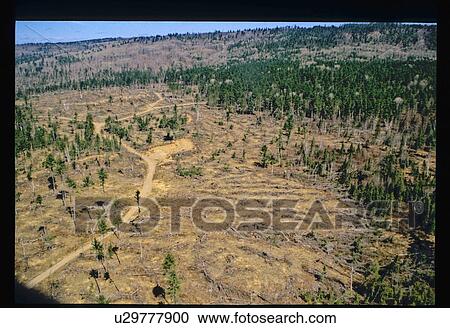 Stock Image - Flying over a forest clearing. Fotosearch