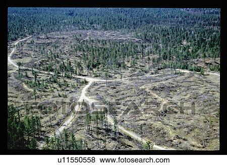 Stock Photo - Flying over a forest clearing . Fotosearch