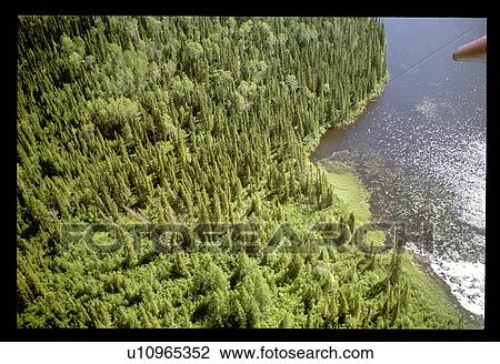 Stock Image - Flying over a forest. Fotosearch