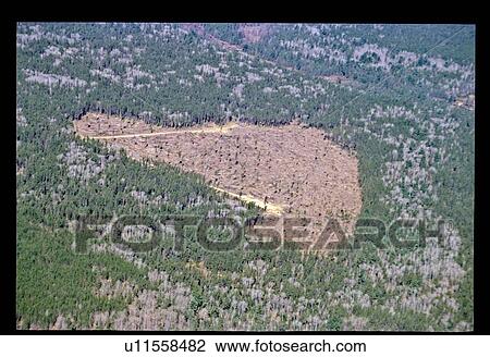 Flying over a forest View Large Photo Image Stock Image - Flying over a forest. Fotosearch