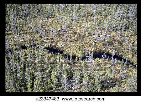 Stock Image - Flying over a forest. Fotosearch
