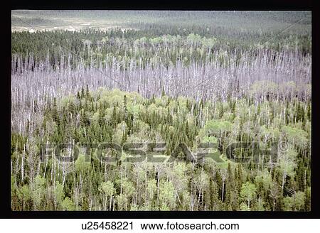 Flying over a forest View Large Photo Image Stock Image - Flying over a forest. Fotosearch