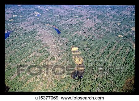 Stock Photo - Flying over a forest. Fotosearch