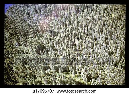 Stock Photo - Flying over a forest. Fotosearch