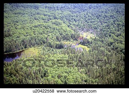 Stock Photo - Flying over a forest. Fotosearch