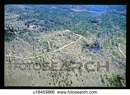 Stock Photograph - Flying over a forest. Fotosearch