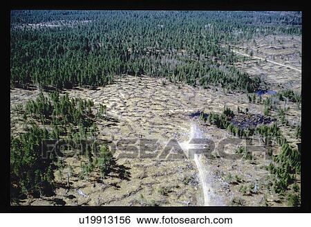 Flying over a forest View Large Photo Image Stock Photograph - Flying over a forest. Fotosearch