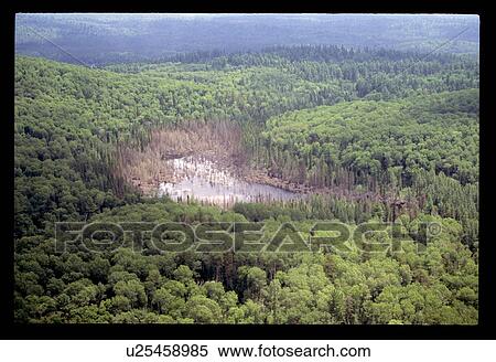 Stock Photography - Flying over a forest. Fotosearch