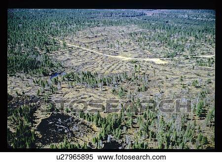 Flying over a forest View Large Photo Image Stock Photography - Flying over a forest. Fotosearch