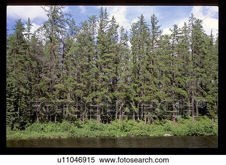 Stock Photography - Forest and a lake. Fotosearch