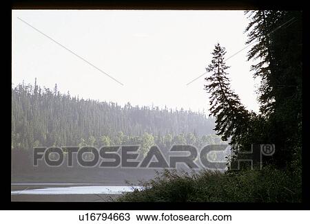 Stock Image - Forest around a lake. Fotosearch