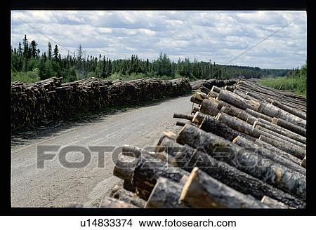 Picture - Forest clearing . Fotosearch