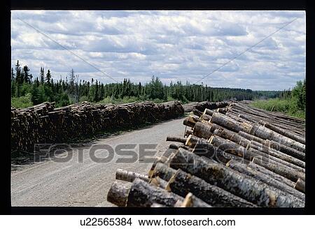 Picture - Forest clearing . Fotosearch