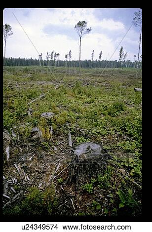 Picture - Forest clearing. Fotosearch