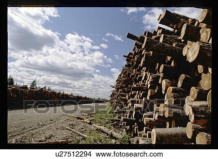 Forest clearing View Large Photo Image Picture - Forest clearing . Fotosearch