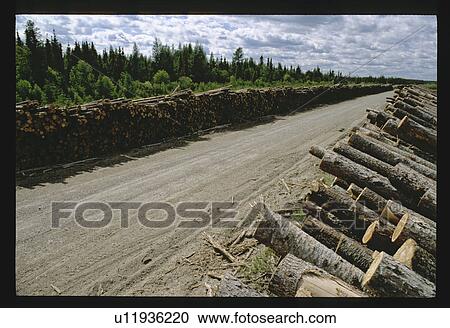 Forest clearing View Large Photo Image Stock Image - Forest clearing. Fotosearch