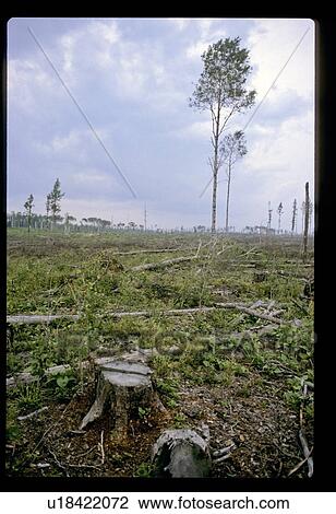 Stock Image - Forest clearing . Fotosearch