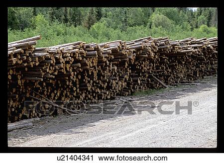Stock Image - Forest clearing . Fotosearch