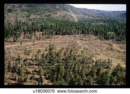 Stock Photo - Forest clearing. Fotosearch