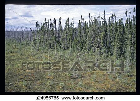 Forest clearing View Large Photo Image Stock Photography - Forest clearing. Fotosearch