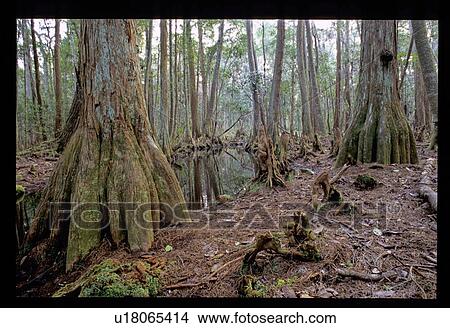 Picture - Forest floor. Fotosearch