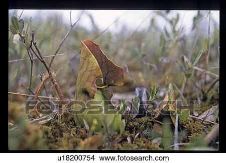 Picture - Forest floor. Fotosearch