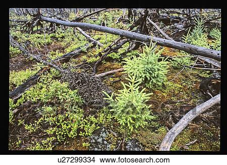 Forest floor View Large Photo Image Picture - Forest floor. Fotosearch