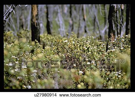 Picture - Forest floor. Fotosearch