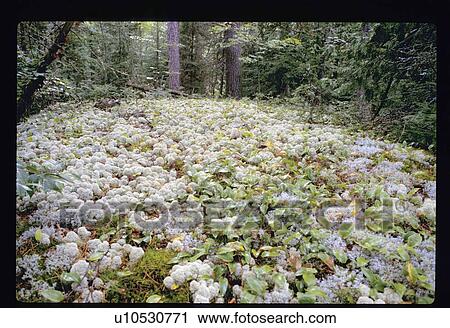 Stock Image - Forest floor. Fotosearch