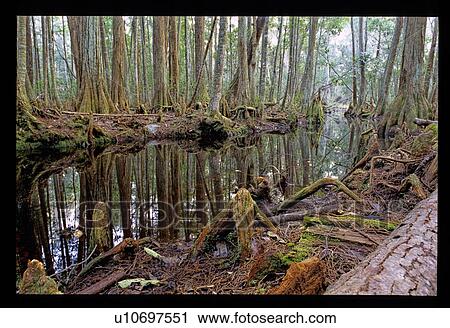 Forest floor View Large Photo Image Stock Image - Forest floor. Fotosearch