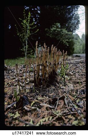 Forest floor View Large Photo Image Stock Image - Forest floor. Fotosearch