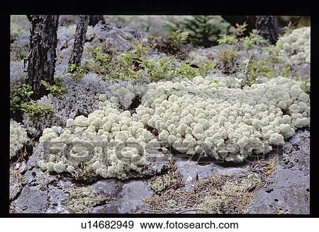 Stock Photo - Forest floor. Fotosearch