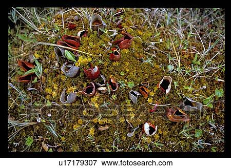 Stock Photo - Forest floor. Fotosearch