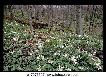 Forest floor View Large Photo Image Stock Photo - Forest floor. Fotosearch