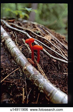 Forest floor View Large Photo Image Stock Photograph - Forest floor. Fotosearch