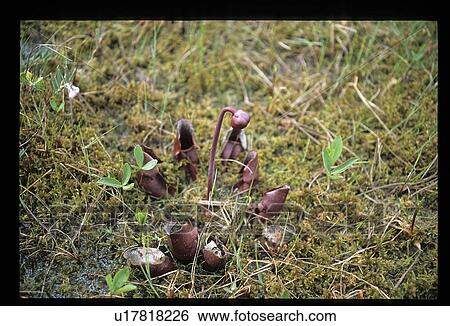 Stock Photograph - Forest floor. Fotosearch