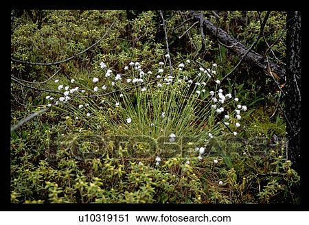 Forest flowers View Large Photo Image Stock Image - Forest flowers. Fotosearch
