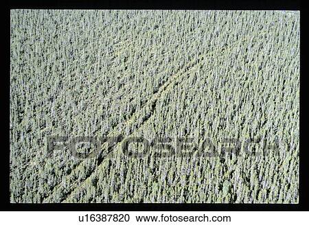 Stock Image - Forest fly over. Fotosearch