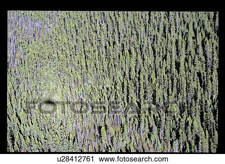 Forest fly over View Large Photo Image Stock Image - Forest fly over. Fotosearch