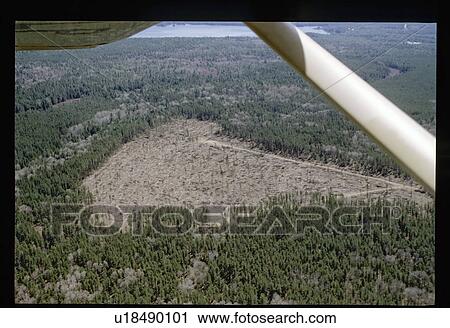 Stock Image - Forest from a plane. Fotosearch