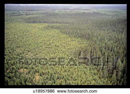 Stock Photograph - Forest from above . Fotosearch