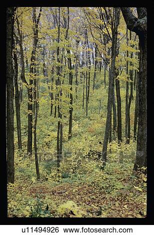 Stock Photograph - Forest in spring. Fotosearch