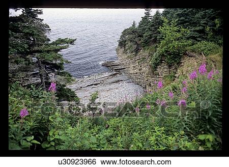 Stock Photograph - Forest shoreline . Fotosearch